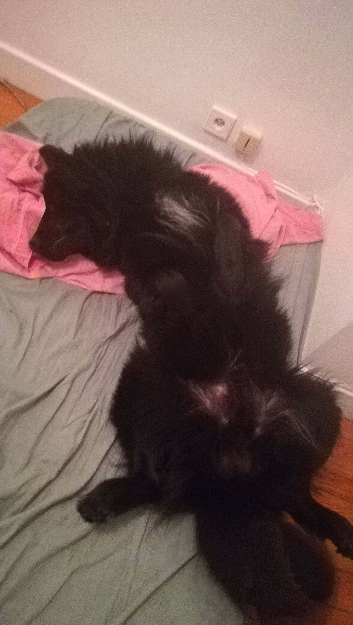 Rexo a rejoint le concours — aidez-le/la à gagner de superbes lots ! black_cat, black_hair, canidae, carnivore, cat, companion_dog, dog, dog_breed, ear, felidae, fur, hair, liver, long_hair, puppy, skin, small_to_medium_sized_cats, tail