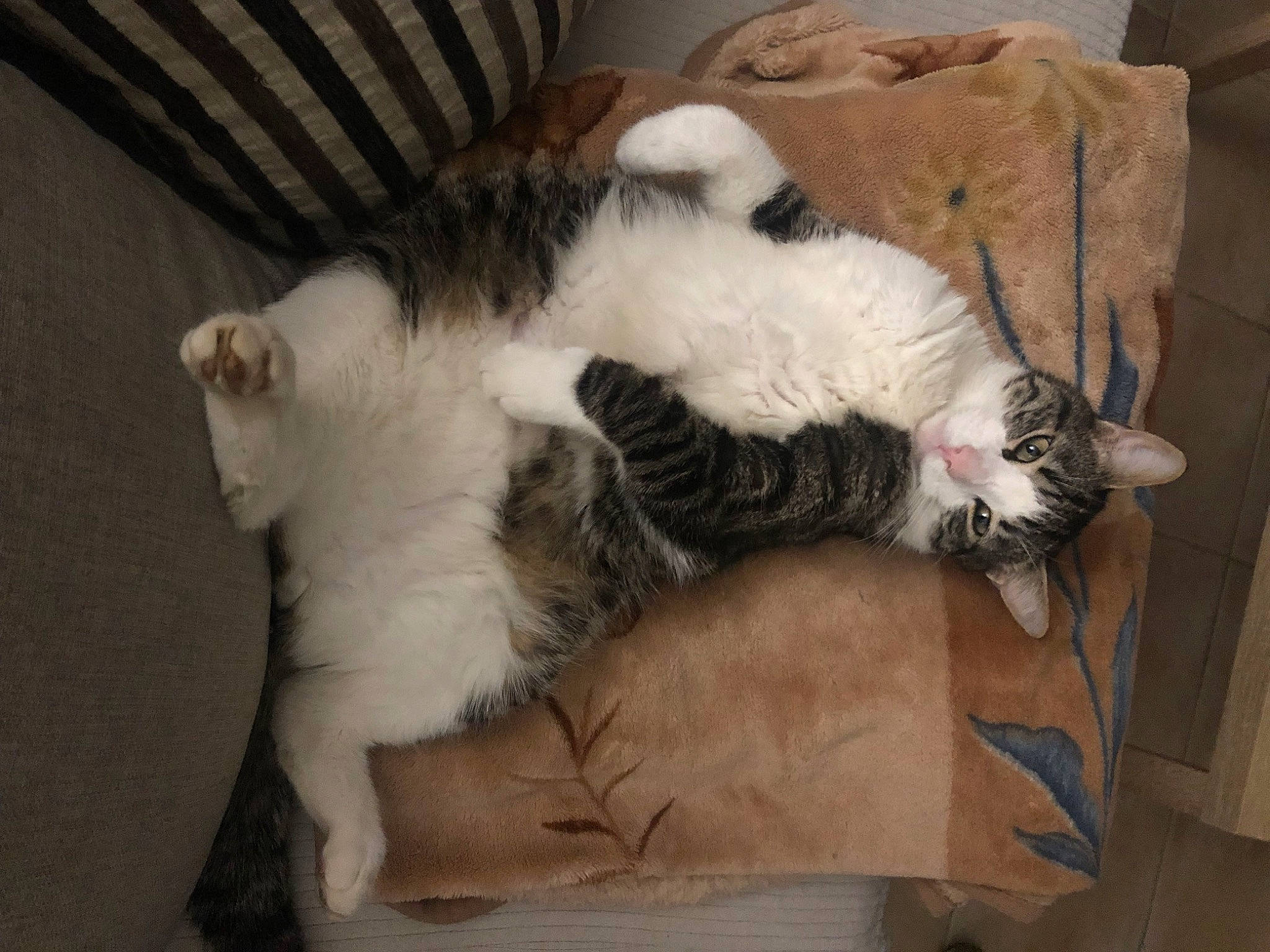 Simba a rejoint le concours — aidez-le/la à gagner de superbes lots ! carnivore, cat, claw, comfort, companion_dog, dog_breed, domestic_short_haired_cat, eye, fawn, felidae, fur, lap, mammal, nap, paw, small_to_medium_sized_cats, snout, tail, whiskers, wood