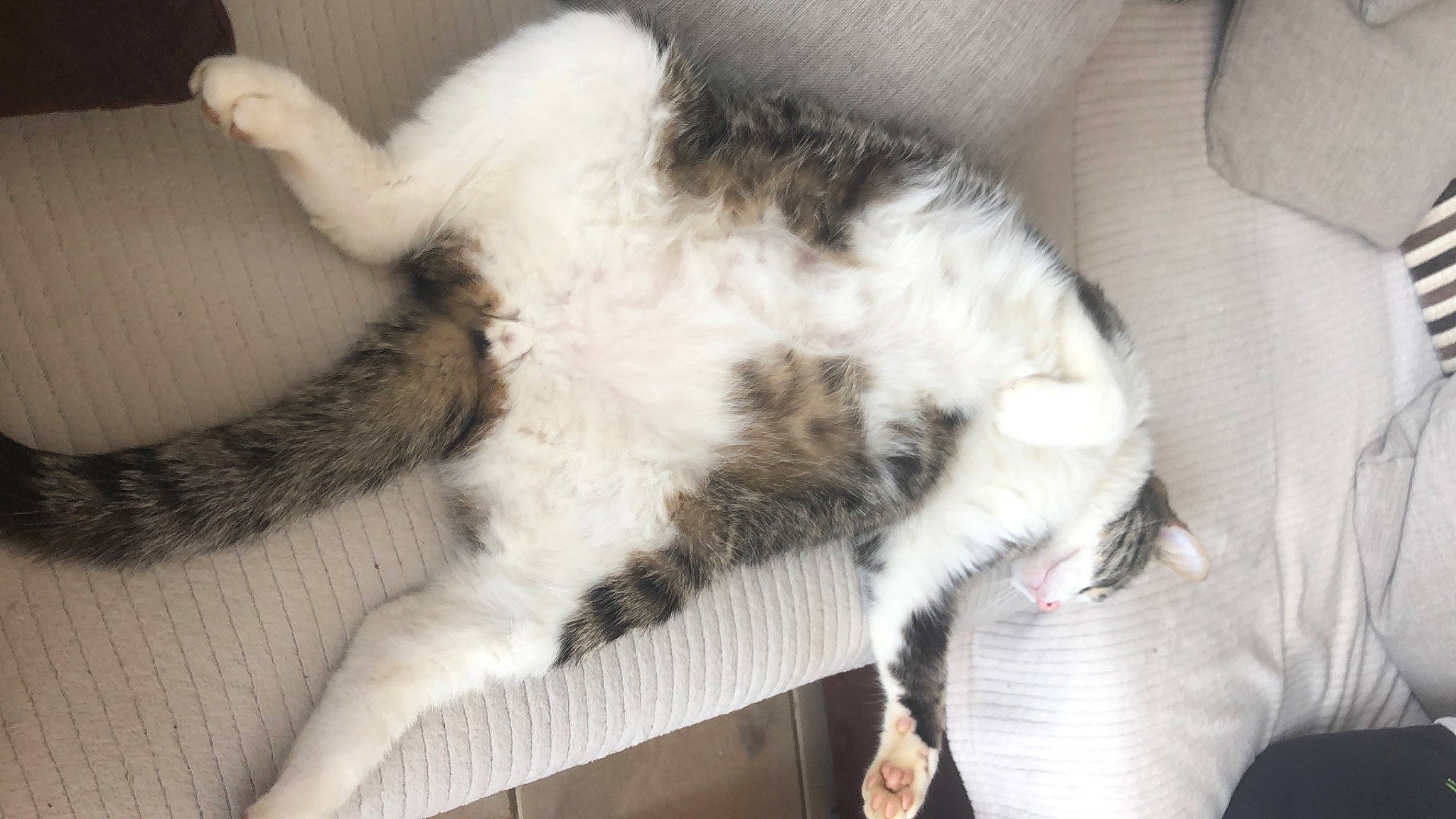 Simba a rejoint le concours — aidez-le/la à gagner de superbes lots ! carnivore, cat, claw, comfort, domestic_short_haired_cat, felidae, fur, nap, paw, small_to_medium_sized_cats, tail, terrestrial_animal, whiskers