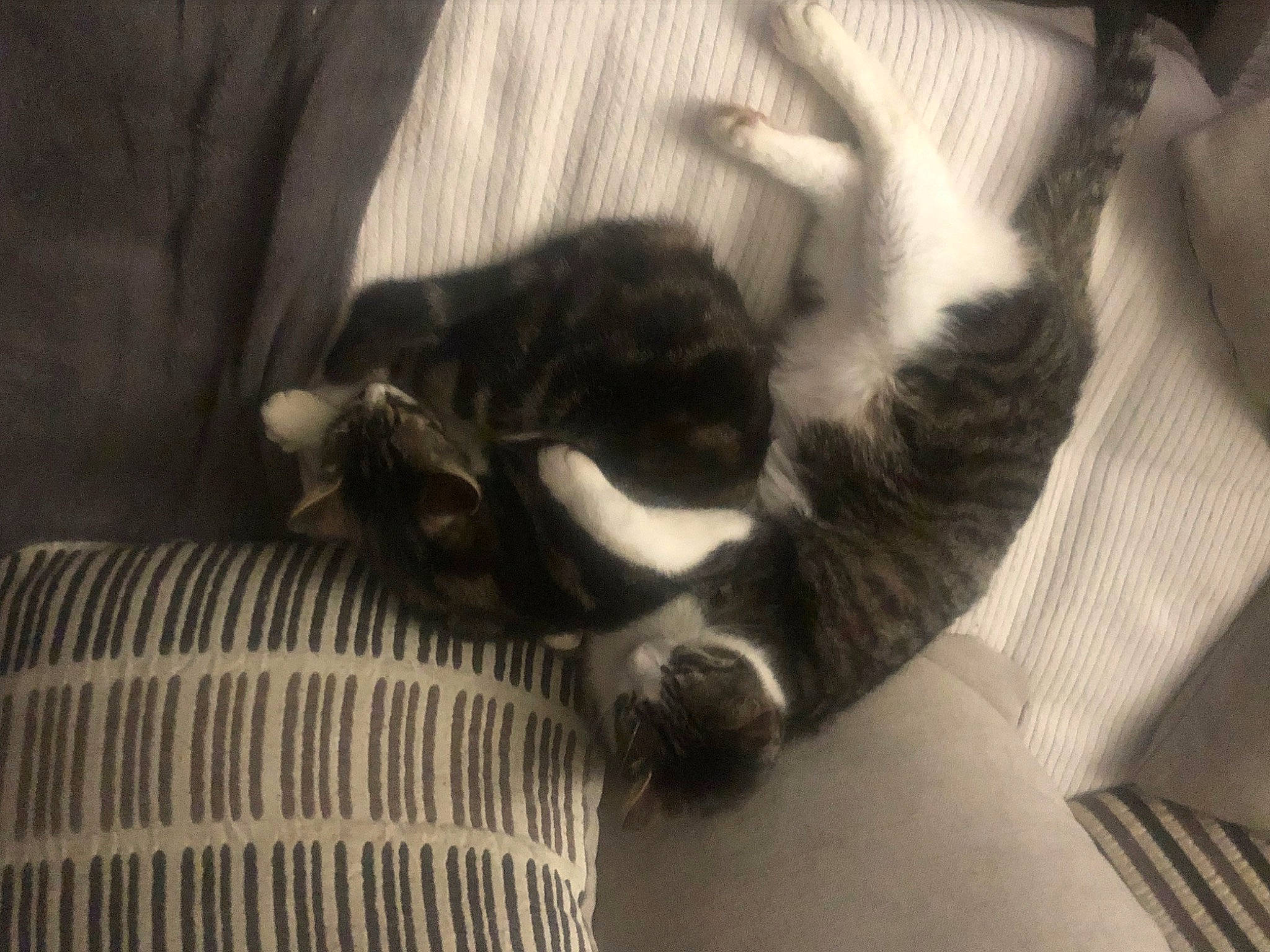 Nala participe au concours pour gagner de l'argent avec cette photo : canidae, carnivore, cat, cat_supply, comfort, companion_dog, dog_breed, domestic_short_haired_cat, felidae, fur, grey, linens, monochrome, monochrome_photography, paw, small_to_medium_sized_cats, sporting_group, tail, terrestrial_animal, whiskers