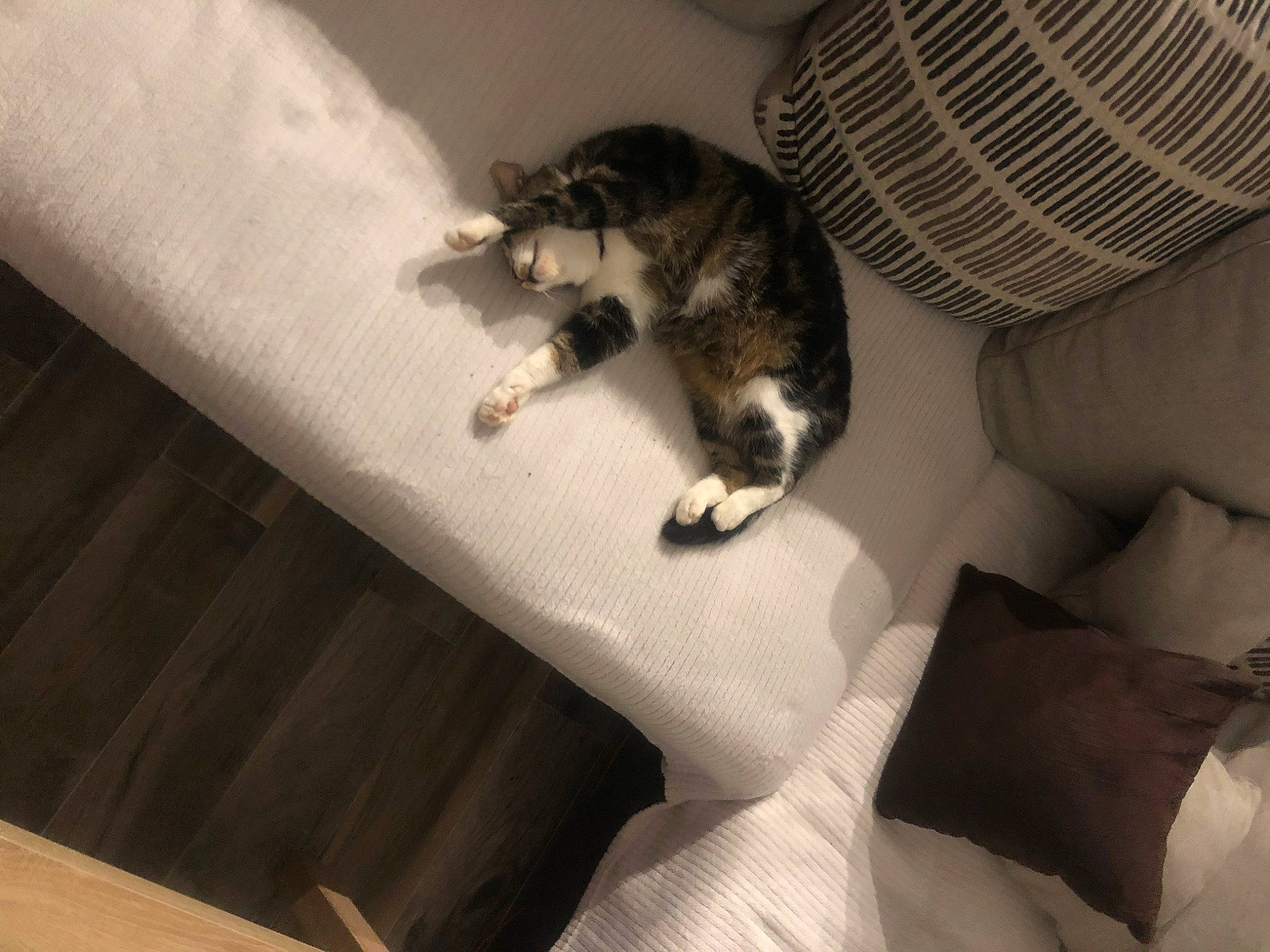 Nala a rejoint le concours — aidez-le/la à gagner de superbes lots ! carnivore, cat, comfort, domestic_short_haired_cat, felidae, floor, flooring, fur, grey, hardwood, leg, linens, mammal, paw, small_to_medium_sized_cats, tail, textile, vertebrate, whiskers, wood