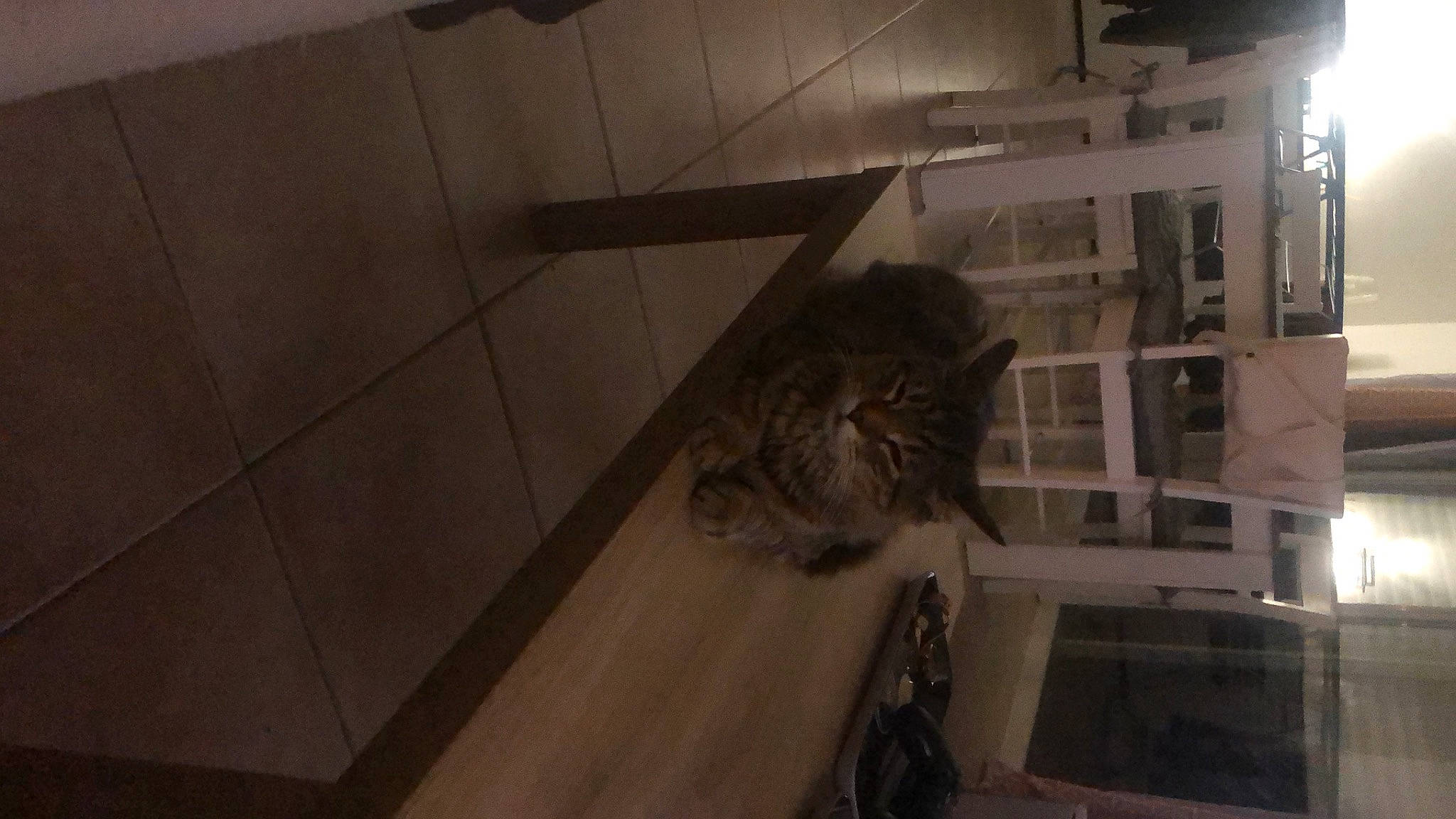 Skar a rejoint le concours — aidez-le/la à gagner de superbes lots ! building, carnivore, cat, felidae, floor, flooring, fur, grey, handrail, hardwood, house, room, small_to_medium_sized_cats, tail, tile_flooring, tints_and_shades, whiskers, window, wood, wood_stain