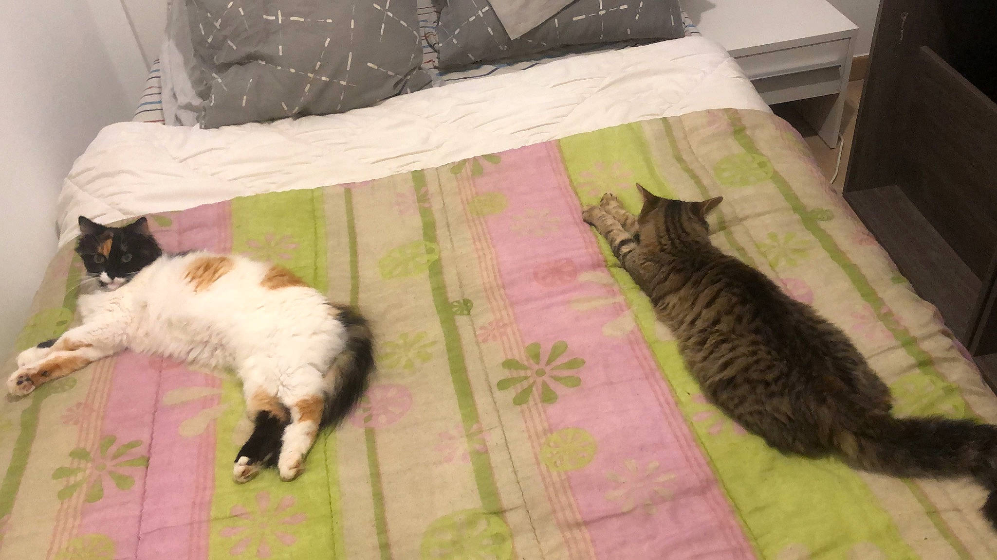 Skar a rejoint le concours — aidez-le/la à gagner de superbes lots ! bed, bedding, carnivore, cat, comfort, domestic_short_haired_cat, fawn, felidae, floor, flooring, fur, grey, hardwood, linens, mammal, small_to_medium_sized_cats, tail, vertebrate, whiskers, wood