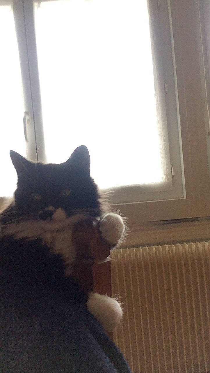 Chausette participe au concours pour gagner de l'argent avec cette photo : black_cat, carnivore, cat, comfort, domestic_short_haired_cat, felidae, flooring, fur, hardwood, plant, shade, small_to_medium_sized_cats, snout, tail, tints_and_shades, whiskers, window, window_covering, window_treatment, wood