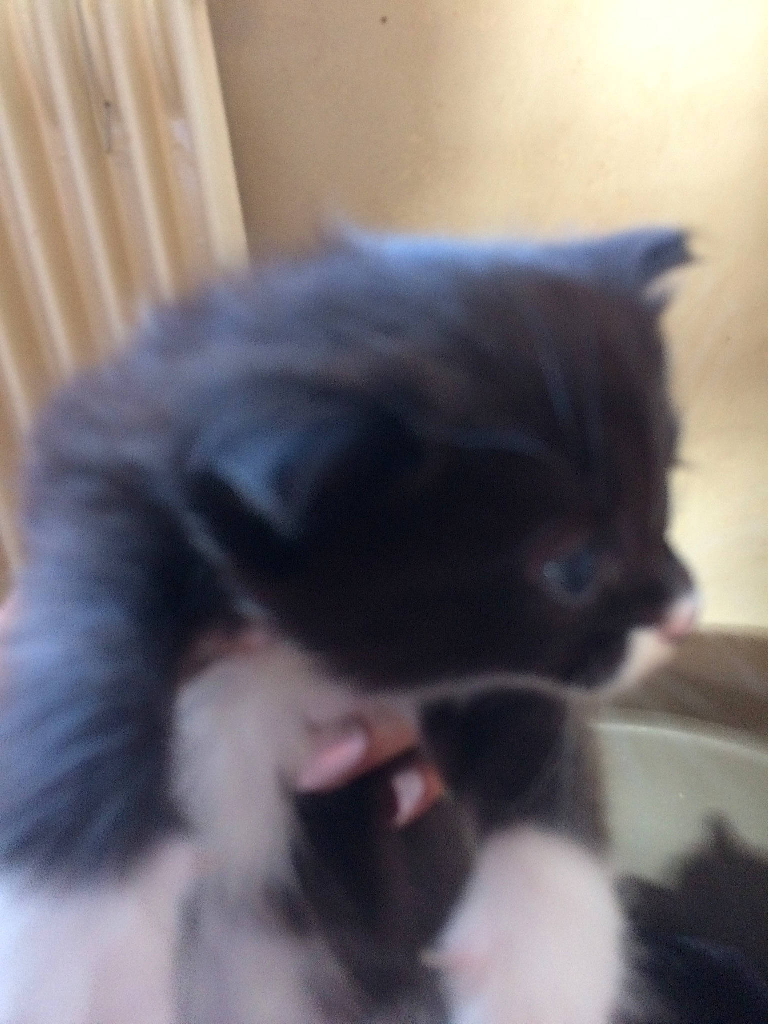 Chausette a rejoint le concours — aidez-le/la à gagner de superbes lots ! canidae, carnivore, cat, claw, companion_dog, dog_breed, ear, eye, fawn, felidae, fur, hair, paw, small_to_medium_sized_cats, snout, tail, toy_dog, whiskers, window, working_animal