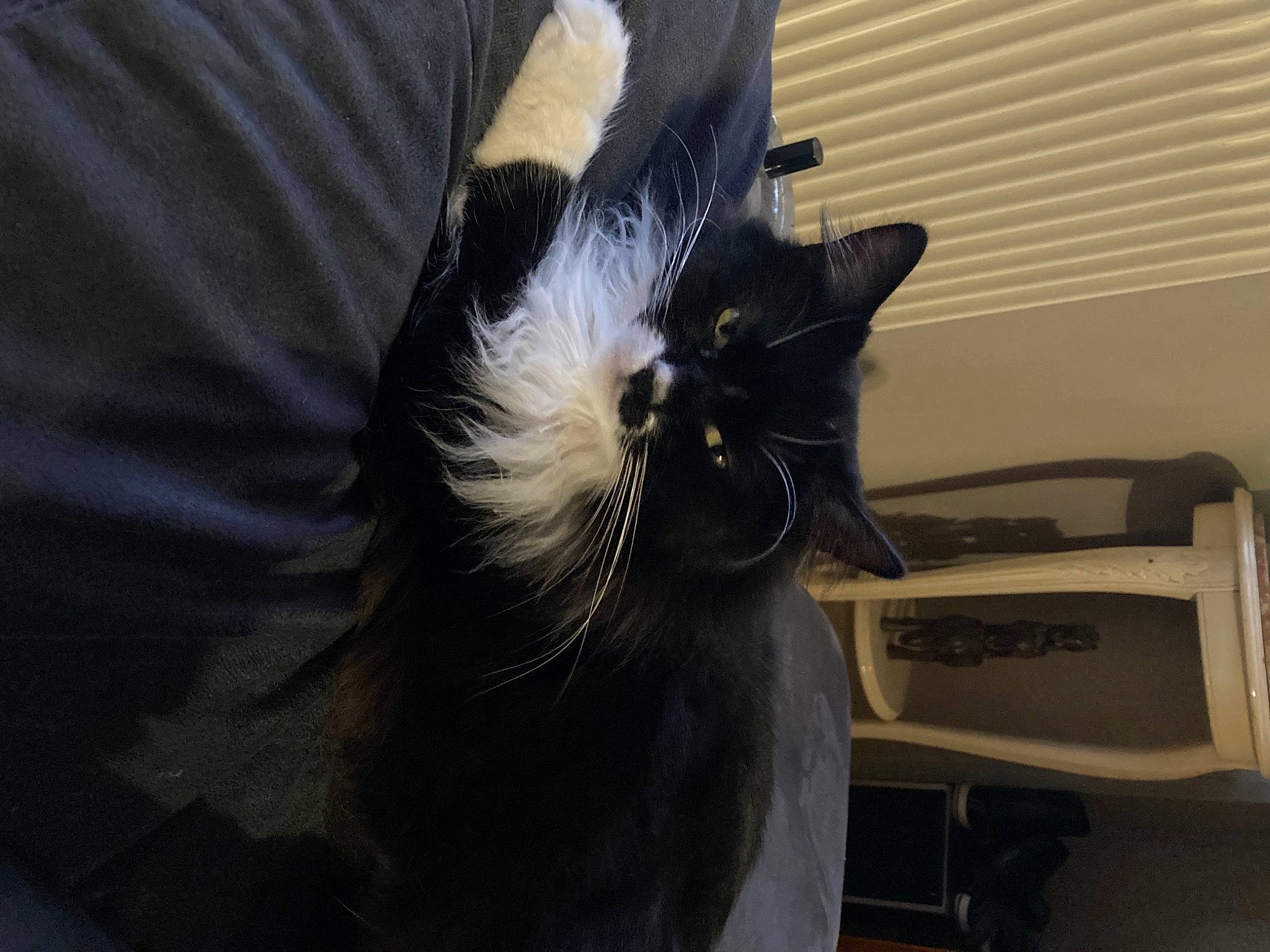 Chausette a rejoint le concours — aidez-le/la à gagner de superbes lots ! black_cat, carnivore, cat, claw, comfort, domestic_short_haired_cat, ear, fashion_accessory, felidae, formal_wear, fur, gesture, small_to_medium_sized_cats, tail, whiskers, window