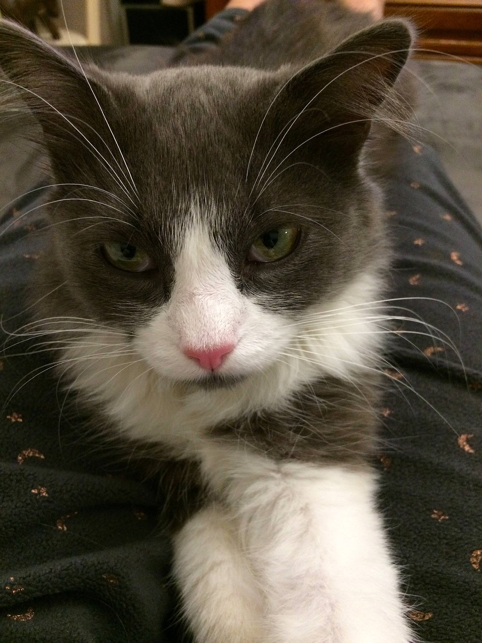 Guyzmo participe au concours pour gagner de l'argent avec cette photo : carnivore, cat, claw, domestic_short_haired_cat, eye, felidae, fur, human_body, paw, sitting, small_to_medium_sized_cats, snout, tail, terrestrial_animal, tree, whiskers, window, wool