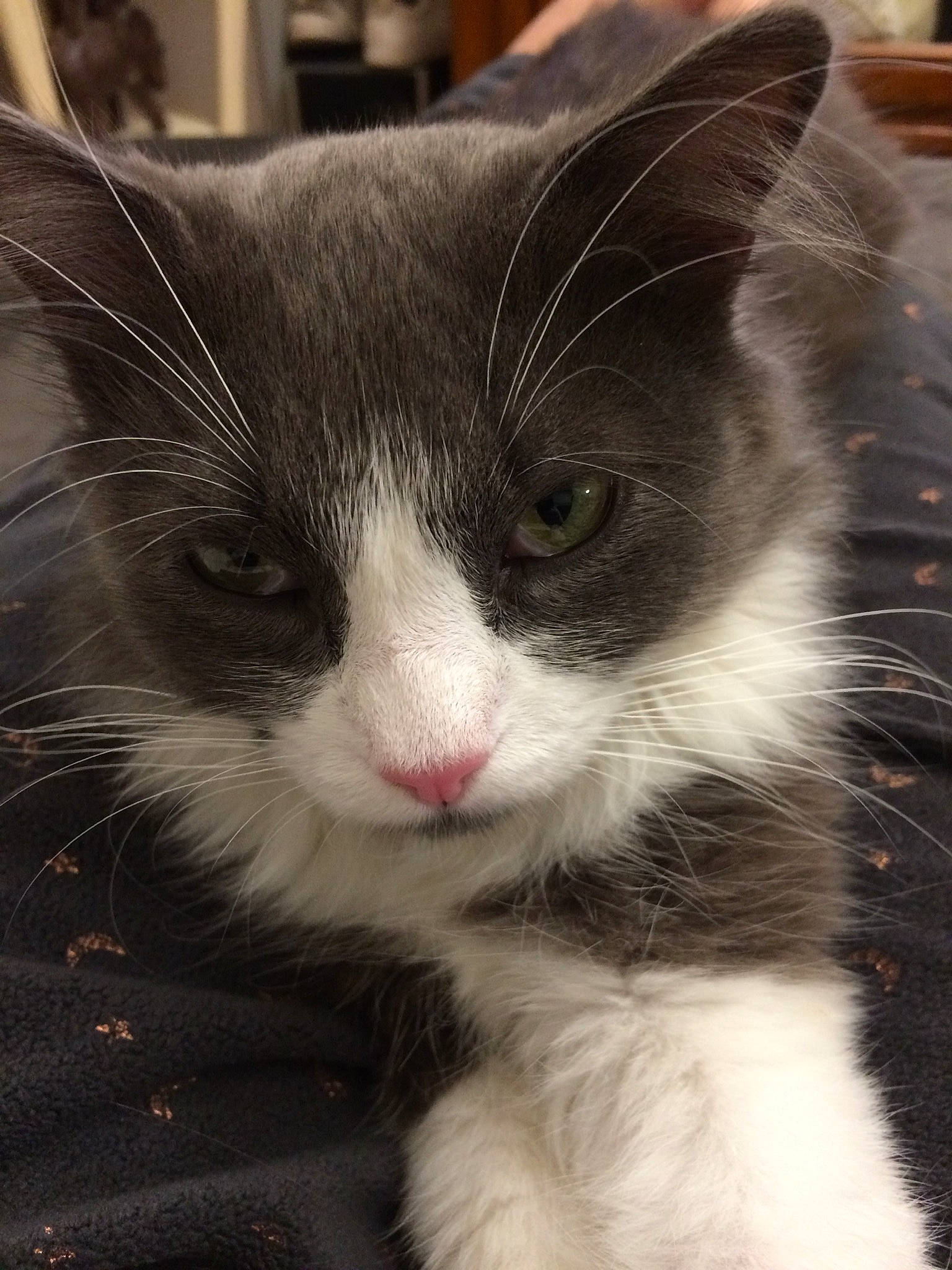 Guyzmo participe au concours pour gagner de l'argent avec cette photo : carnivore, cat, claw, comfort, domestic_short_haired_cat, eye, felidae, fur, hair, head, human_body, iris, leg, paw, plant, small_to_medium_sized_cats, snout, tail, tree, whiskers