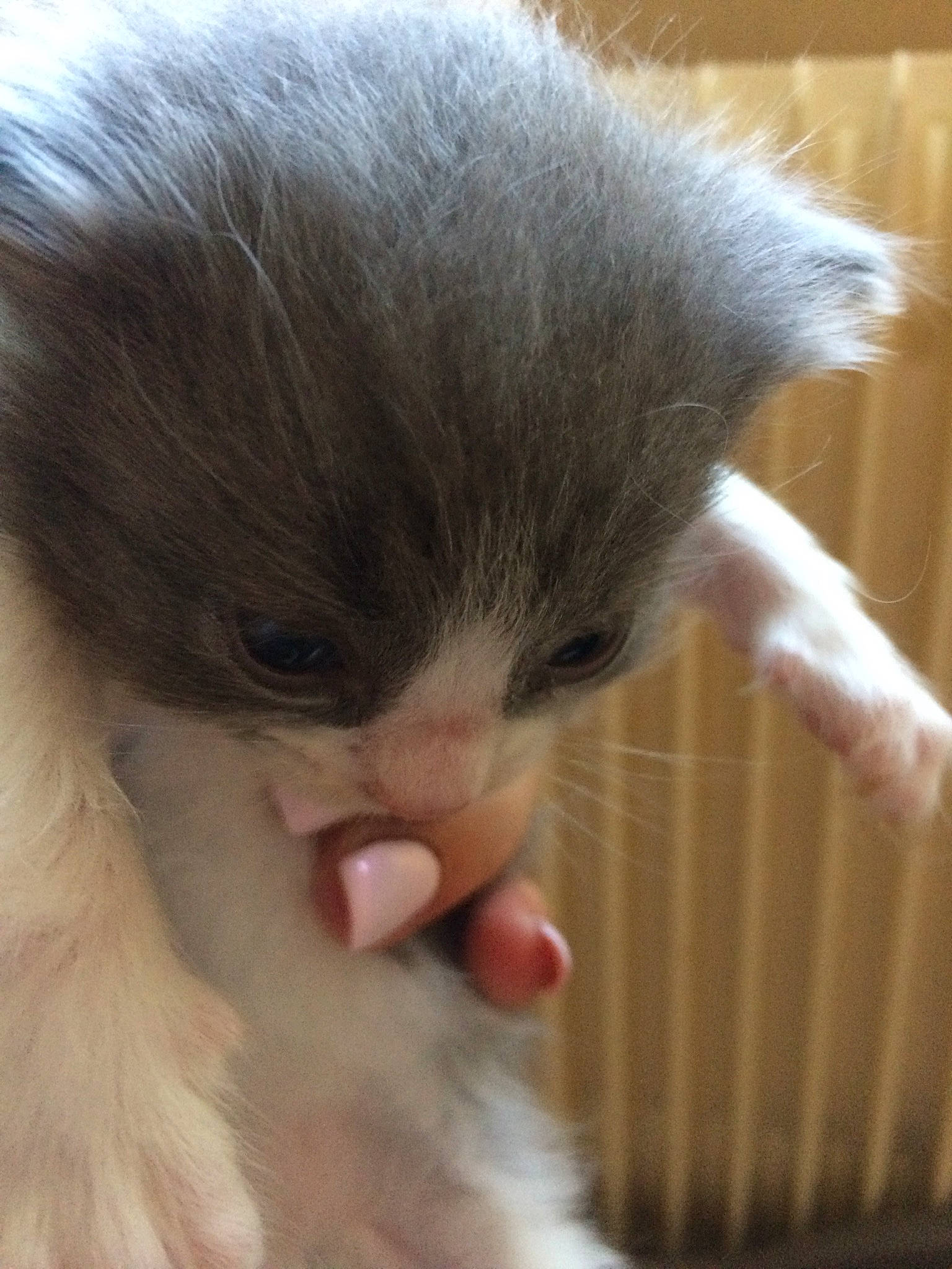 Guyzmo a rejoint le concours — aidez-le/la à gagner de superbes lots ! carnivore, cat, claw, close_up, eye, fawn, felidae, foot, fur, gesture, hair, head, nail, nose, paw, small_to_medium_sized_cats, snout, tail, vertebrate, whiskers