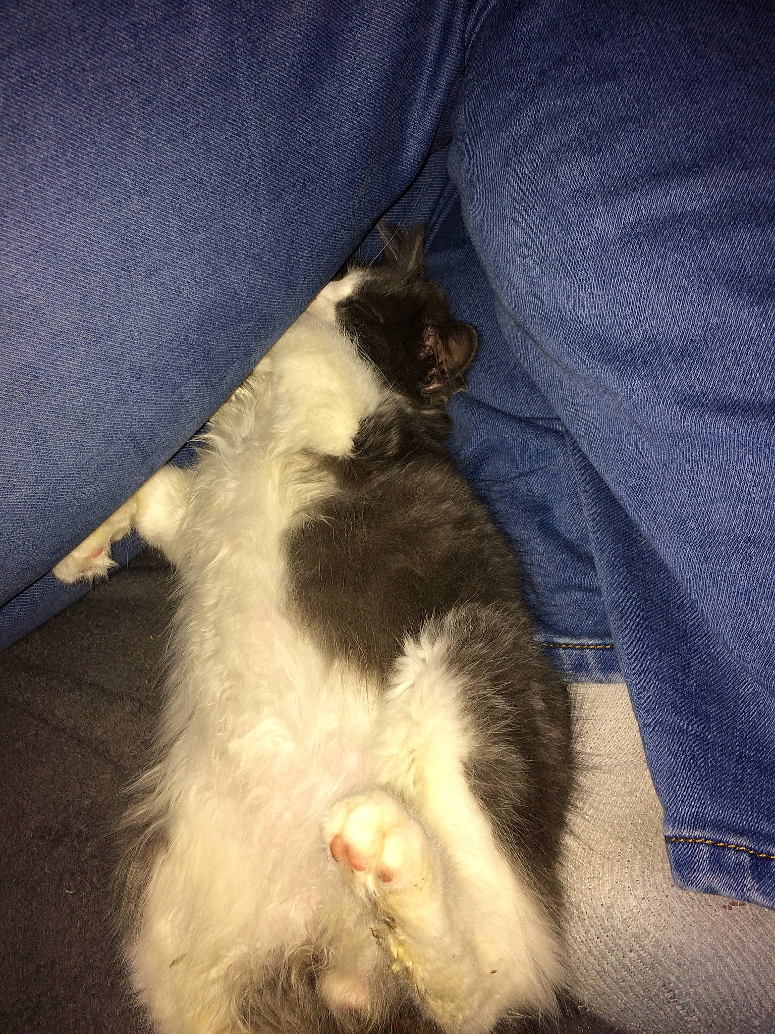 Guyzmo participe au concours pour gagner de l'argent avec cette photo : canidae, carnivore, cat, cloud, comfort, dog_breed, domestic_short_haired_cat, eye, felidae, foot, fur, human_leg, lap, paw, sky, small_to_medium_sized_cats, tail, textile, whiskers, wood