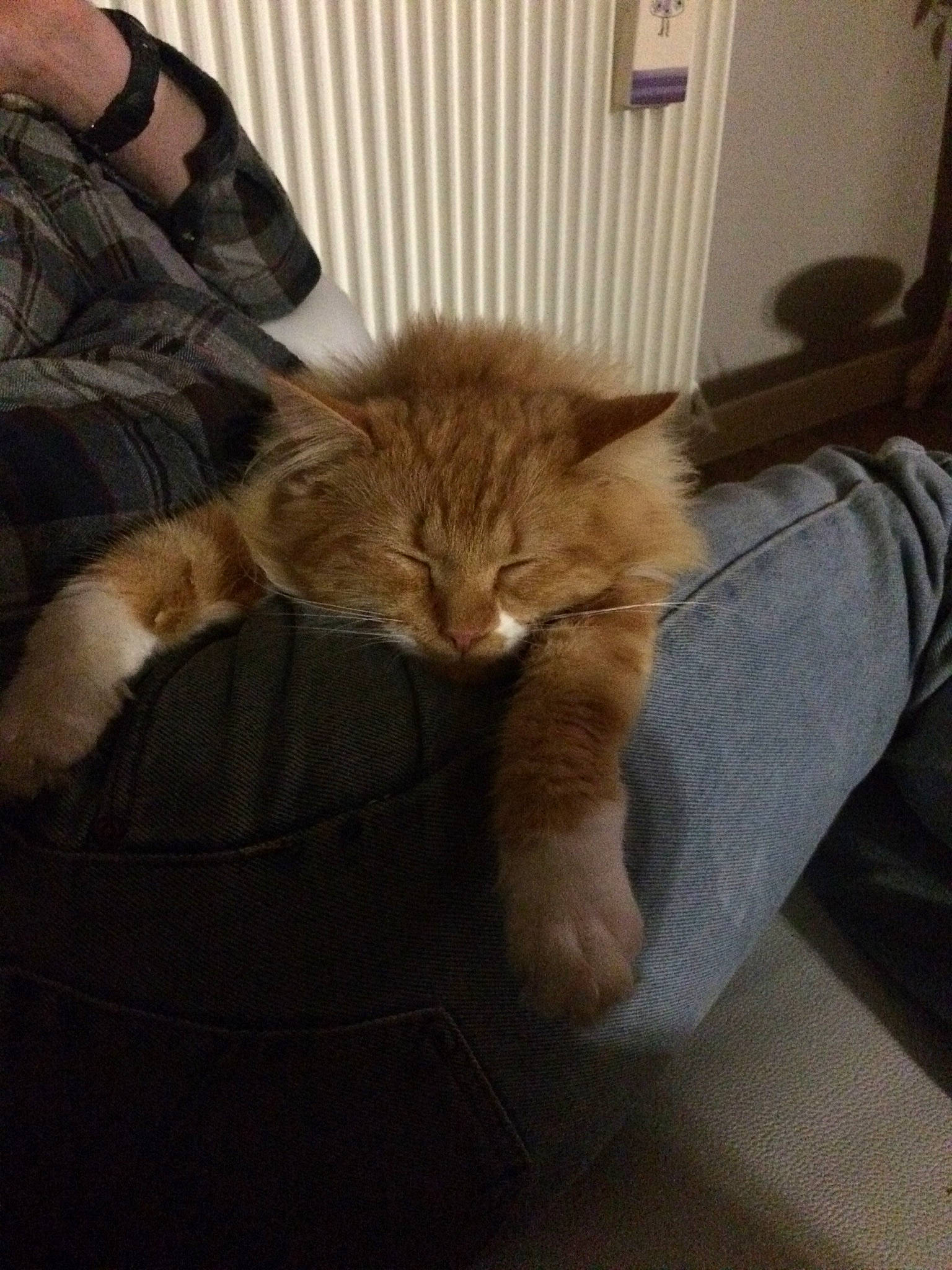 Rouky participe au concours pour gagner de l'argent avec cette photo : carnivore, cat, claw, comfort, domestic_short_haired_cat, ear, fawn, felidae, flooring, fur, hardwood, human_leg, nap, room, sitting, small_to_medium_sized_cats, tail, whiskers, window, wood