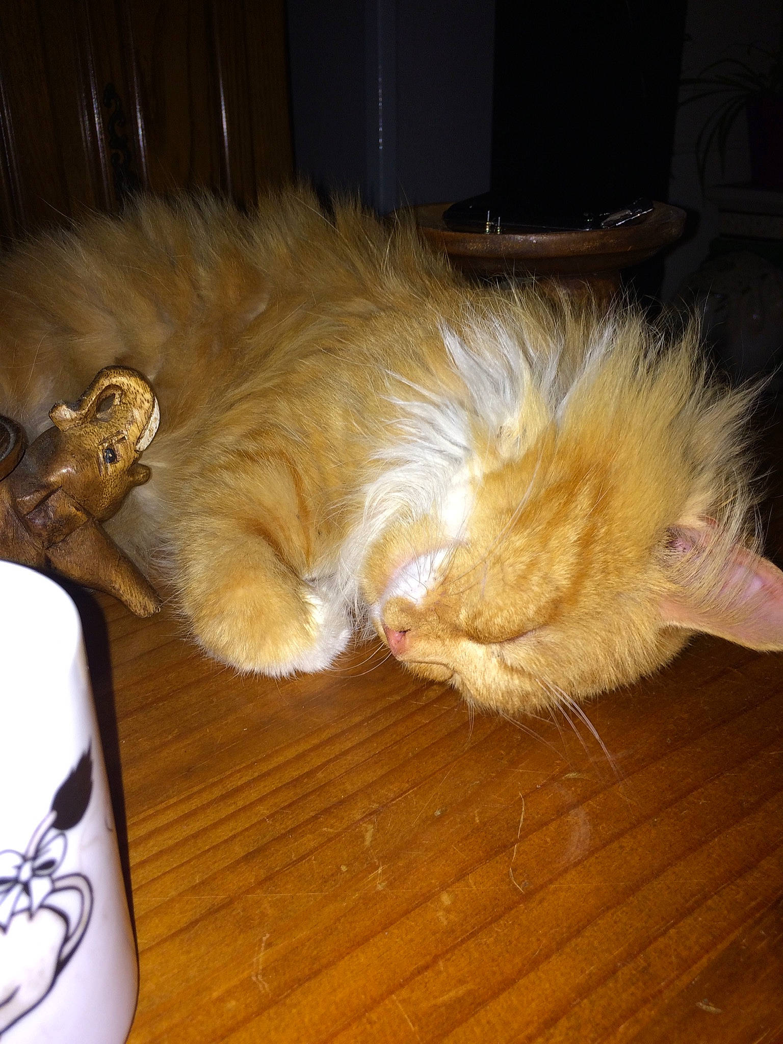 Rouky participe au concours pour gagner de l'argent avec cette photo : carnivore, cat, claw, comfort, companion_dog, dog_breed, fawn, feather, felidae, floor, flooring, hardwood, mammal, natural_material, paw, small_to_medium_sized_cats, snout, tail, whiskers, wood