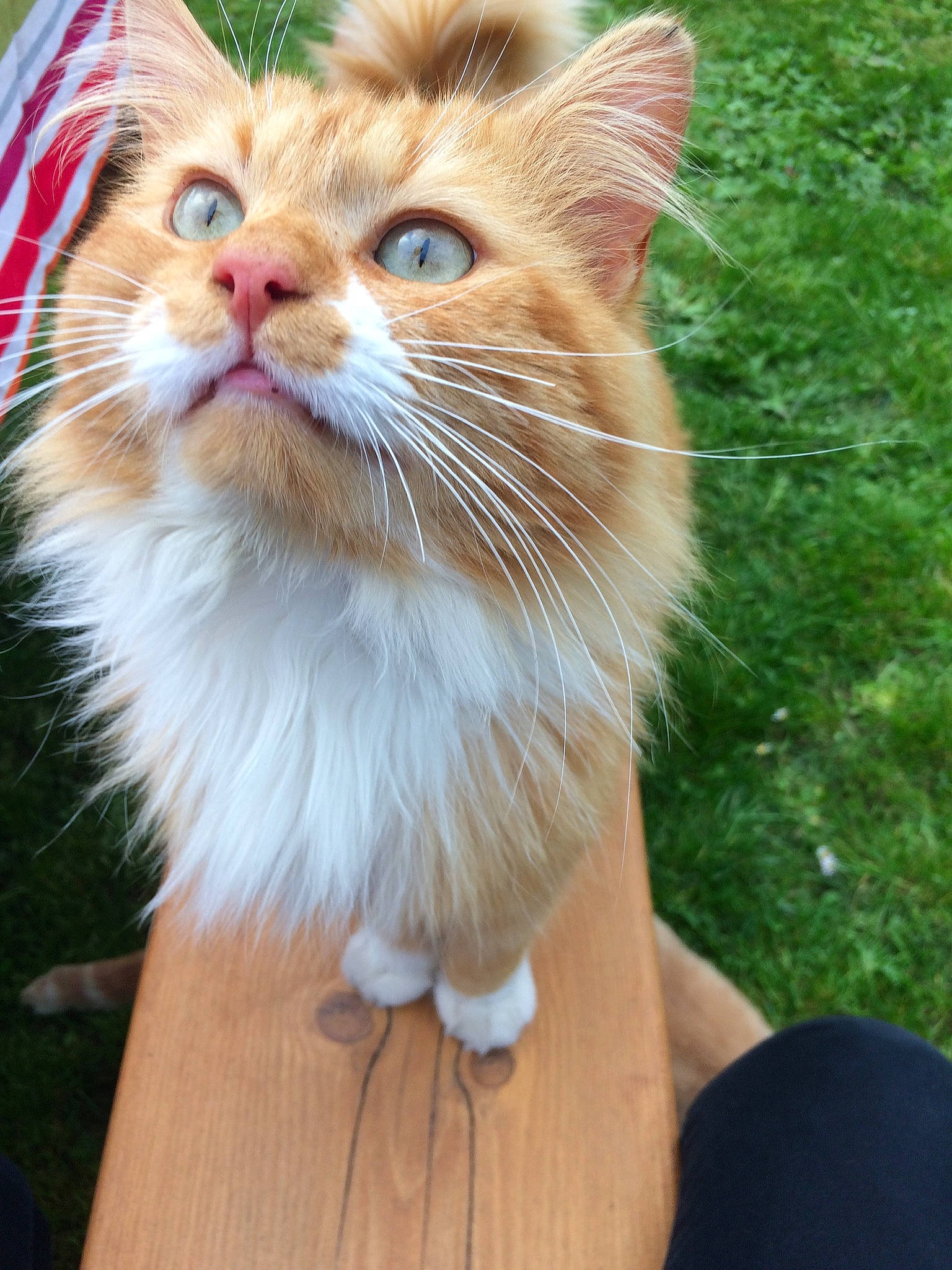 Rouky participe au concours pour gagner de l'argent avec cette photo : carnivore, cat, claw, domestic_short_haired_cat, fawn, felidae, fur, grass, herb, paw, plant, small_to_medium_sized_cats, snout, tail, whiskers, window, wood