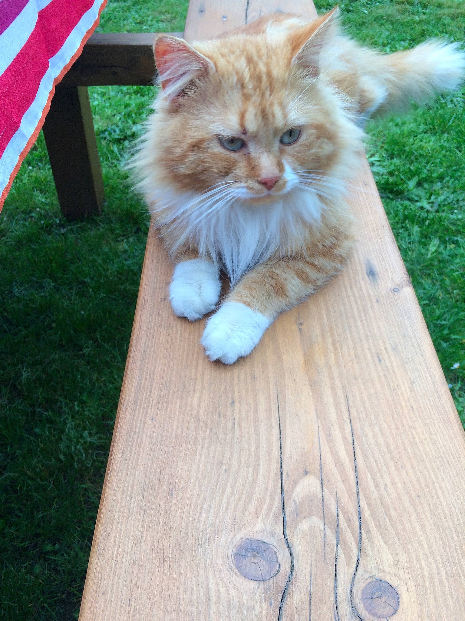 Rouky a rejoint le concours — aidez-le/la à gagner de superbes lots ! carnivore, cat, claw, companion_dog, domestic_short_haired_cat, fawn, felidae, fur, grass, hardwood, outdoor_furniture, small_to_medium_sized_cats, snout, table, tail, terrestrial_animal, tree, whiskers, wood, wood_stain