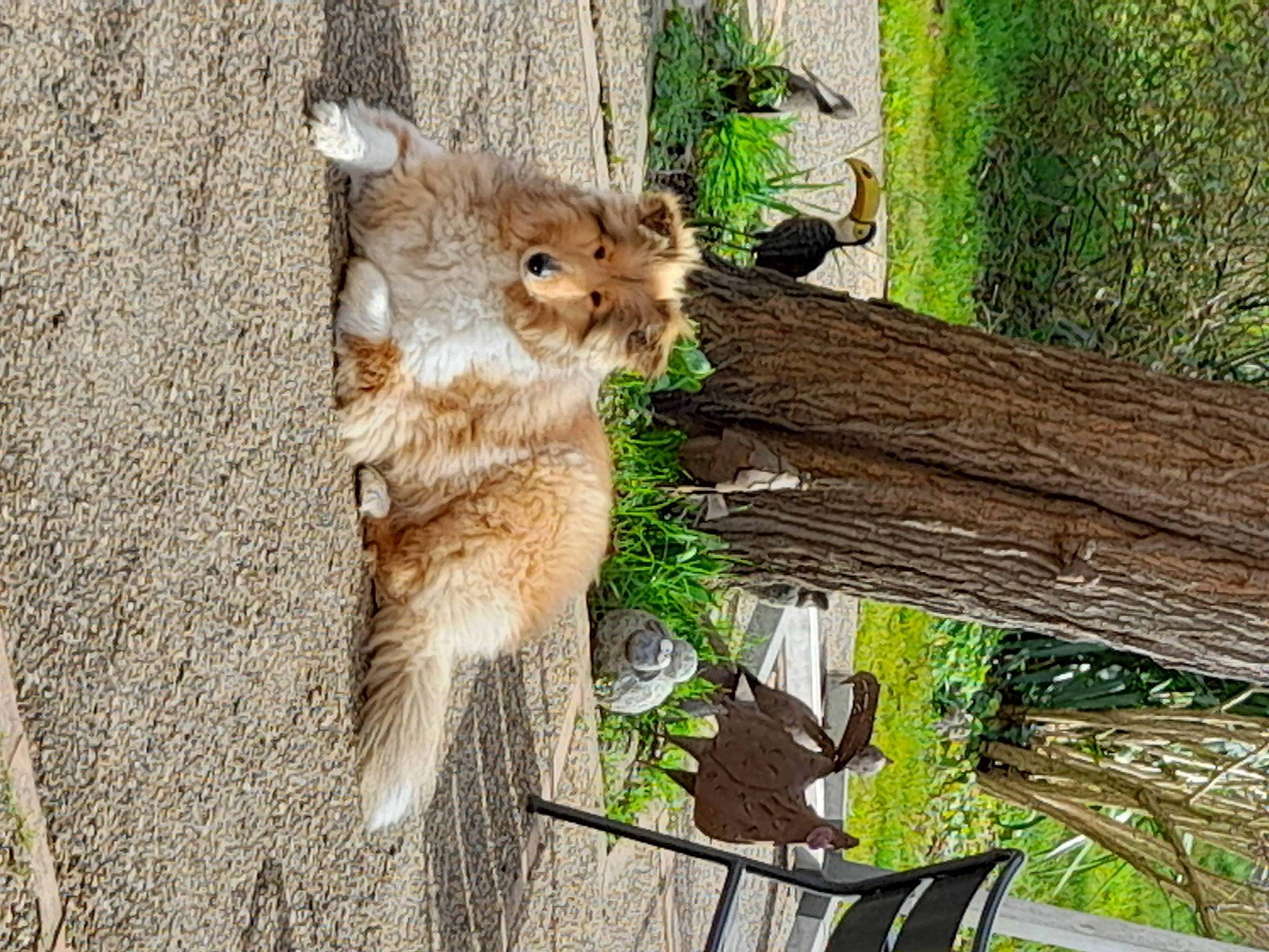 Chien a rejoint le concours — aidez-le/la à gagner de superbes lots ! branch, canidae, carnivore, fawn, felidae, fur, grass, plant, rodent, small_to_medium_sized_cats, snout, sporting_group, squirrel, tail, terrestrial_animal, tree, trunk, whiskers, wildlife, wood