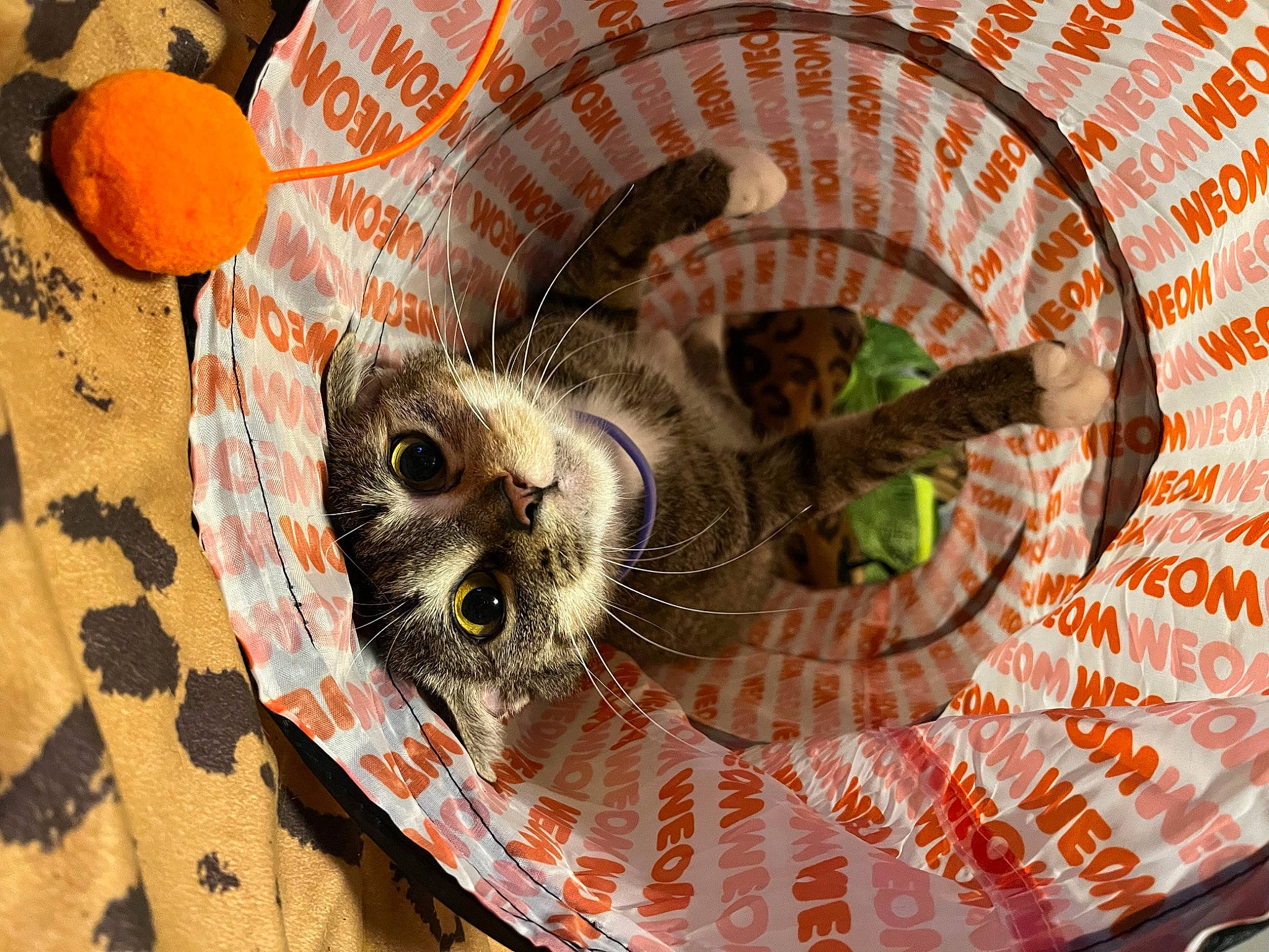 Doja Cat is registered to the contest to win money with this photo: basket, bitter_orange, carnivore, cat, cat_supply, circle, clementine, dishware, felidae, food, mandarin_orange, orange, pet_supply, rangpur, small_to_medium_sized_cats, tangerine, textile, valencia_orange, whiskers
