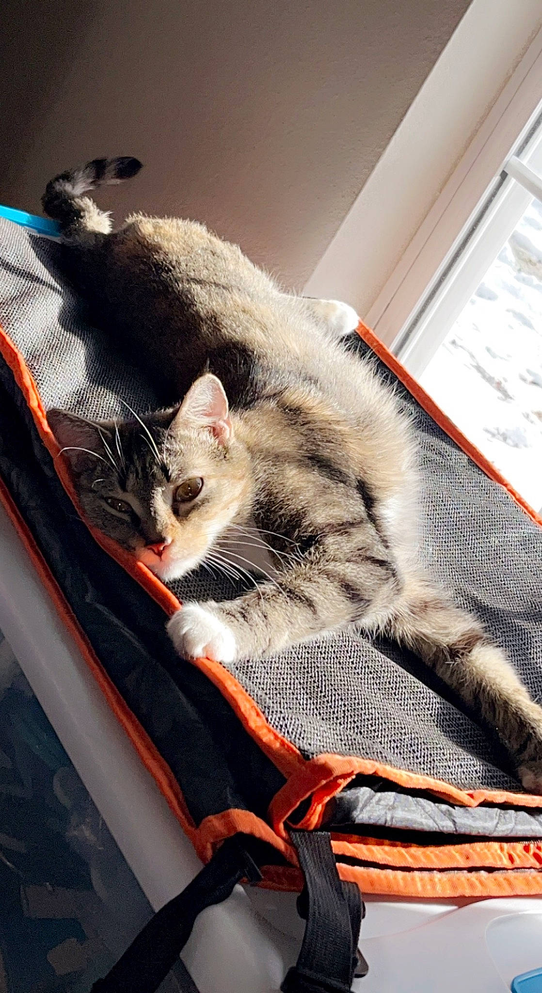 Doja Cat is registered to the contest to win money with this photo: carnivore, cat, comfort, domestic_short_haired_cat, felidae, fur, linens, metal, nap, paw, room, sitting, sleep, small_to_medium_sized_cats, snout, tail, whiskers, wildlife, wood