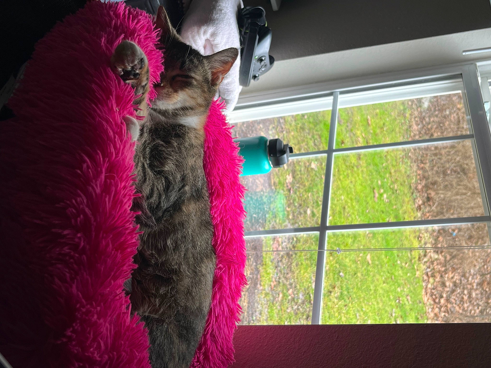 Doja Cat is registered to the contest to win money with this photo: felidae, fur, fur_clothing, glass, grass, magenta, pink, plant, plush, room, stuffed_toy, tail, thread, tints_and_shades, tree, visual_arts, window, wool, woolen