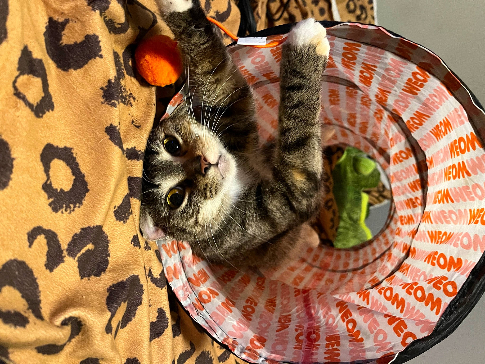 Doja Cat is registered to the contest to win money with this photo: canidae, carnivore, cat, cat_supply, circle, dishware, domestic_short_haired_cat, felidae, fur, military_camouflage, pattern, paw, plate, serveware, small_to_medium_sized_cats, snout, tableware, tail, toy, whiskers