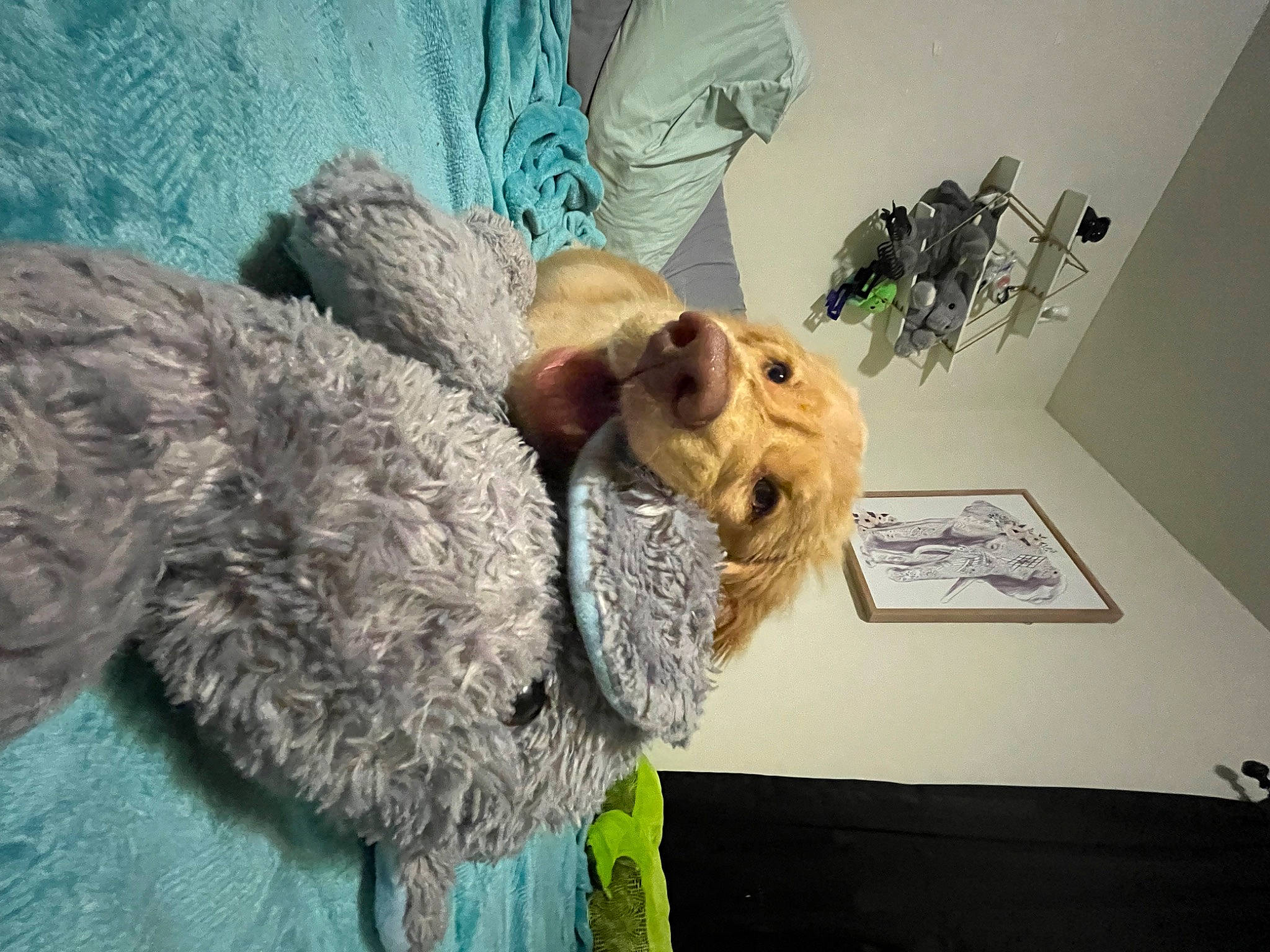 Tucker is registered to the contest to win money with this photo: art, canidae, carnivore, comfort, companion_dog, dog_breed, fur, fur_clothing, glasses, linens, mammal, natural_material, plush, room, snout, sporting_group, stuffed_toy, teddy_bear, toy, working_animal