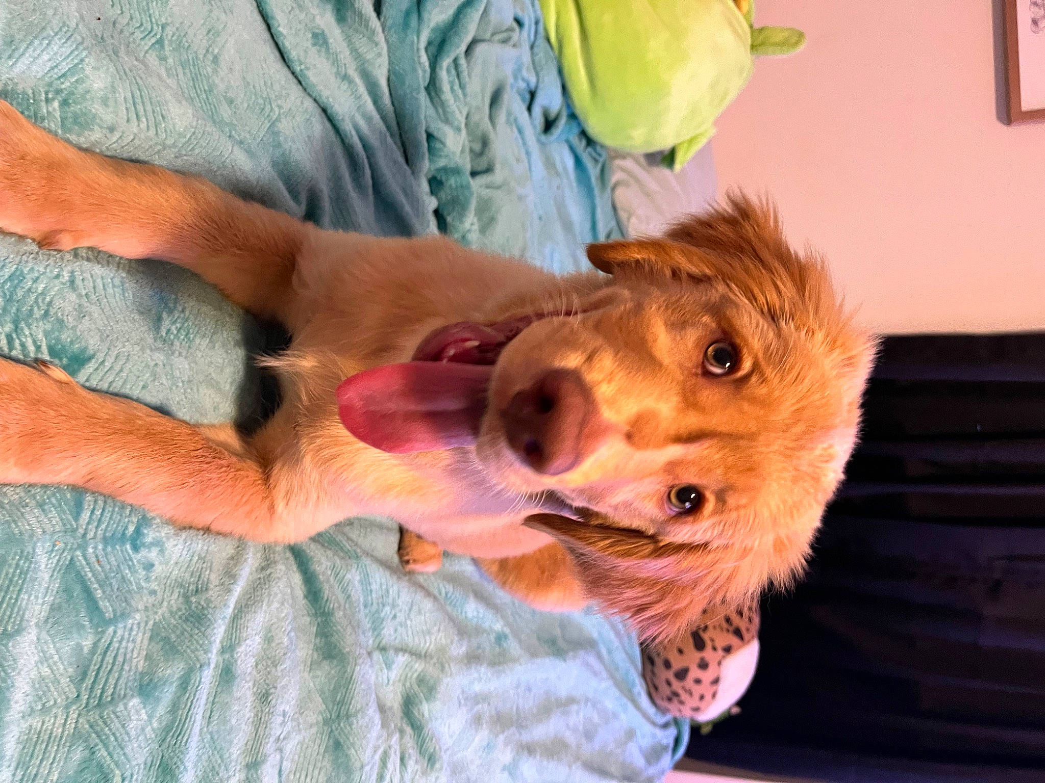 Tucker joined the competition — help win amazing prizes! canidae, carnivore, companion_dog, dog, dog_breed, dog_clothes, ear, fawn, fur, gesture, happy, liver, paw, picture_frame, rose, snout, sporting_group, vertebrate, whiskers, working_animal