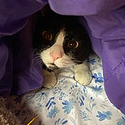 Stormy is registered to the contest to win money with this photo: cat, tuxedo_cat, pet, animal, indoor, blanket, purple, bed, bedding, floral, white, black, curious, paws, closeup, cute, feline, whiskers, resting, cozy