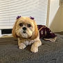 Honey joined the competition — help win amazing prizes! dog, small_dog, pet, purple_bow, purple_outfit, indoor, couch, gray_couch, window_blinds, cute, lying_down, fur, ears, looking_at_camera, domestic_animal, accessory, decorative_clothing, white_blinds, house_interior, adorable