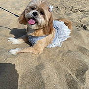 Honey is registered to the contest to win money with this photo: dog, beach, sand, pet, animal, cute, dress, flower_accessory, tongue_out, sunny, outdoor, leash, happy, small_dog, fur, canine, relaxed, summer, playing, portrait