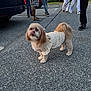 dog, leash, parking_lot, person, footwear, car, asphalt, clothing, polka_dot, pet, animal, cute, fluffy, outdoor, standing, tongue_out, casual, daytime, small_dog, mammal