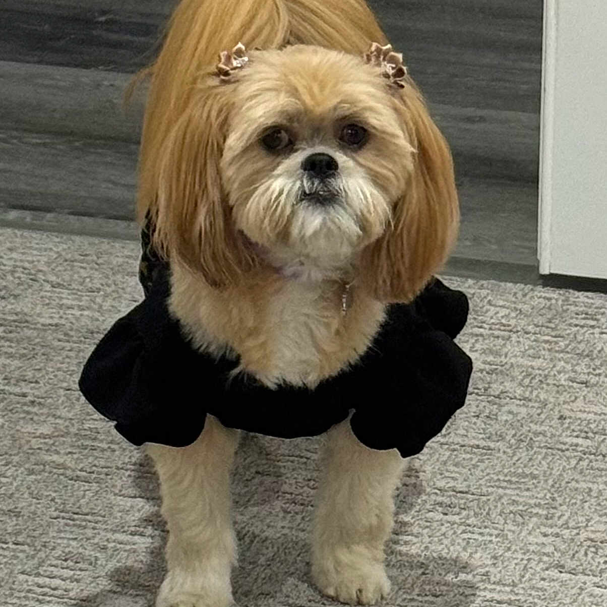 Honey is registered to the contest to win money with this photo: adorable, animal, black_clothing, canine, carpet, companion, cute, cute_outfit, cute_pet, dog, domestic_animal, fur, fur_texture, hair_bows, household, indoor, pet, portrait, small_dog, standing