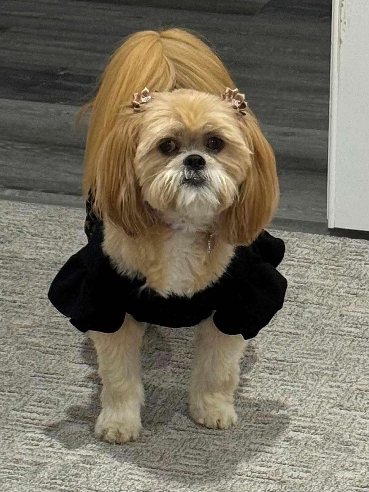 Honey is registered to the contest to win money with this photo: dog, pet, indoor, carpet, black_clothing, hair_bows, cute, small_dog, fur, standing, animal, adorable, companion, domestic_animal, cute_pet, canine, household, portrait, cute_outfit, fur_texture