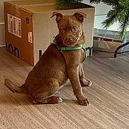 Stanley is registered to the contest to win money with this photo: animal, brown, cardboard_box, christmas_tree, curious, cute, dog, domestic_animal, ears, flooring, green_harness, home, indoor, looking, pet, puppy, sitting, tail, wooden_floor, young_dog