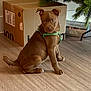 animal, brown, cardboard_box, christmas_tree, curious, cute, dog, domestic_animal, ears, flooring, green_harness, home, indoor, looking, pet, puppy, sitting, tail, wooden_floor, young_dog
