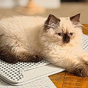 Skye is registered to the contest to win money with this photo: cat, fluffy, cream_color, dark_ears, dark_paws, dark_tail, relaxed, indoor, mat, wooden_surface, pet, feline, close_up, laying_down, soft_fur, cute, domestic_animal, whiskers, portrait, resting
