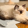 cat, fluffy, cream_color, dark_ears, dark_paws, dark_tail, relaxed, indoor, mat, wooden_surface, pet, feline, close_up, laying_down, soft_fur, cute, domestic_animal, whiskers, portrait, resting