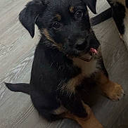 Tokyo a rejoint le concours — aidez-le/la à gagner de superbes lots ! puppy, dog, pet, animal, indoor, floor, black_fur, brown_fur, sitting, cute, young, looking_up, ears, tail, collar, domestic_animal, canine, fur, adorable, companion