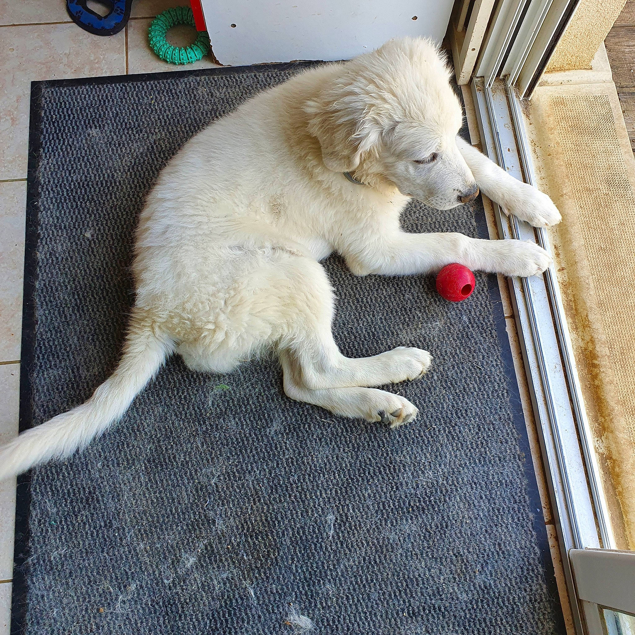 Rebelle a rejoint le concours — aidez-le/la à gagner de superbes lots ! canidae, carnivore, companion_dog, dog, dog_breed, great_pyrenees, kuvasz, livestock_guardian_dog, mammal, maremma_sheepdog, puppy, slovak_cuvac, sporting_group, working_dog