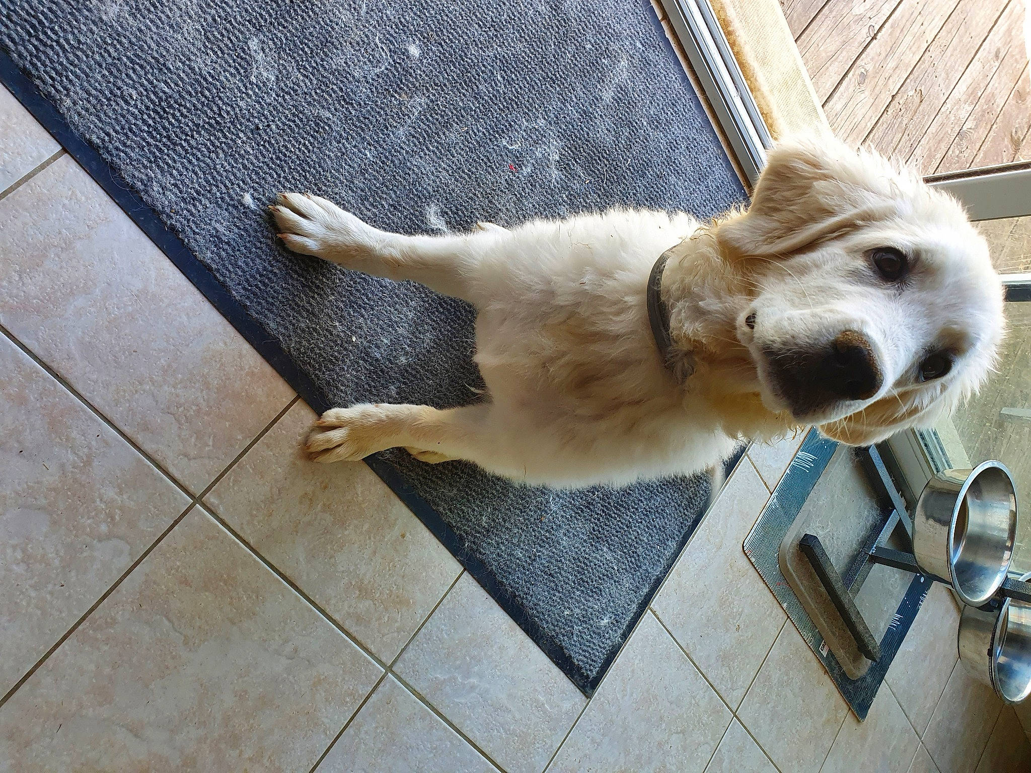 Rebelle participe au concours pour gagner de l'argent avec cette photo : canidae, carnivore, companion_dog, dog, dog_breed, fawn, floor, flooring, golden_retriever, labrador_retriever, paw, puppy, retriever, snout, sporting_group, tail, tile