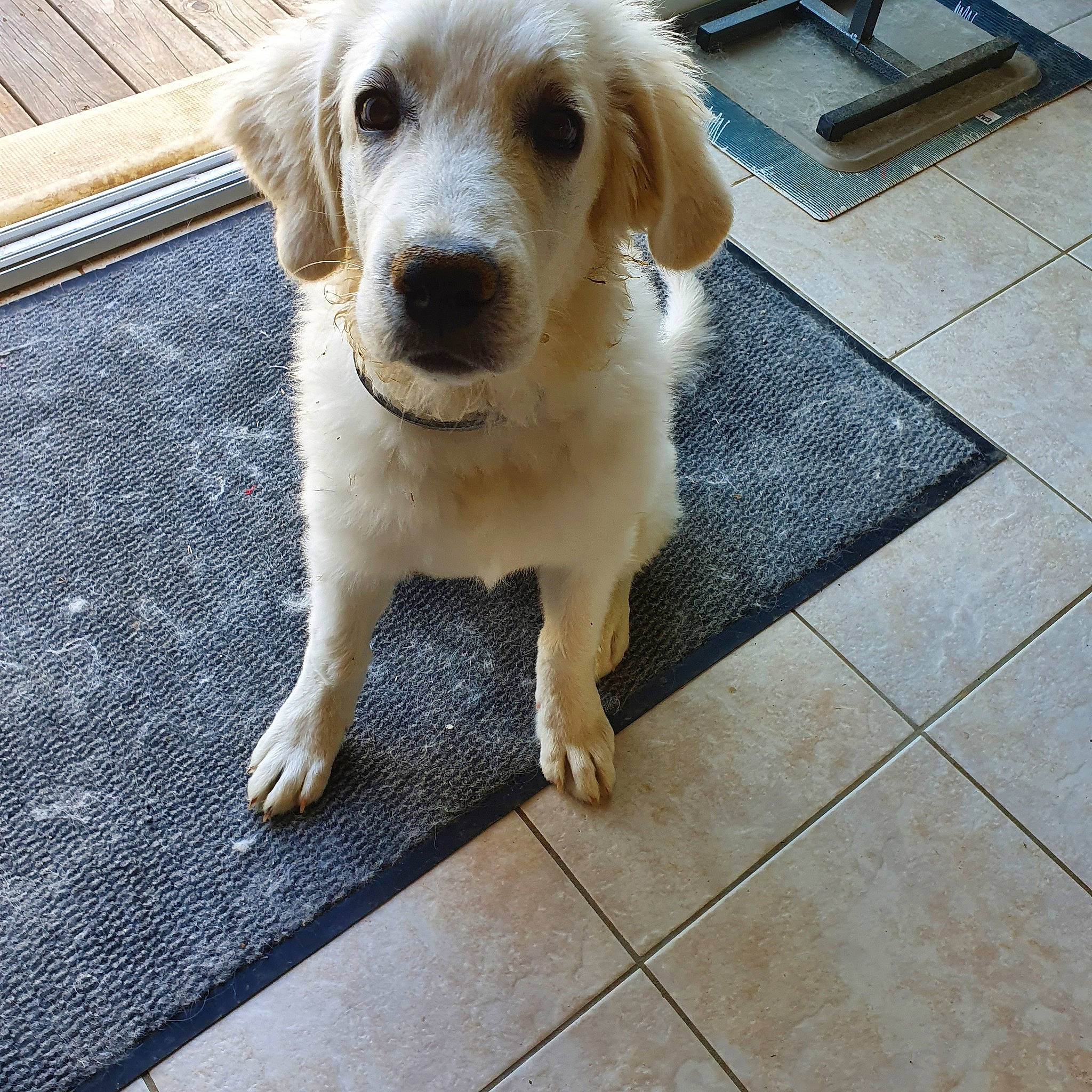 Rebelle a rejoint le concours — aidez-le/la à gagner de superbes lots ! beagador, canidae, carnivore, companion_dog, dog, dog_breed, fawn, golden_retriever, labrador_retriever, mammal, puppy, rare_breed_dog, retriever, small_greek_domestic_dog, snout, sporting_group, vertebrate