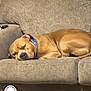 Block is registered to the contest to win money with this photo: canidae, carnivore, comfort, companion_dog, dog, dog_breed, dog_supply, fawn, fur, guard_dog, hardwood, linens, liver, nap, pet_supply, room, snout, sporting_group, whiskers, working_animal