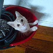 Eugene is registered to the contest to win money with this photo: kitten, cat, pet, curious, red_bucket, wooden_floor, indoor, animal, whiskers, paws, cute, young, feline, playful, domestic, looking_up, floor, wall, container, household