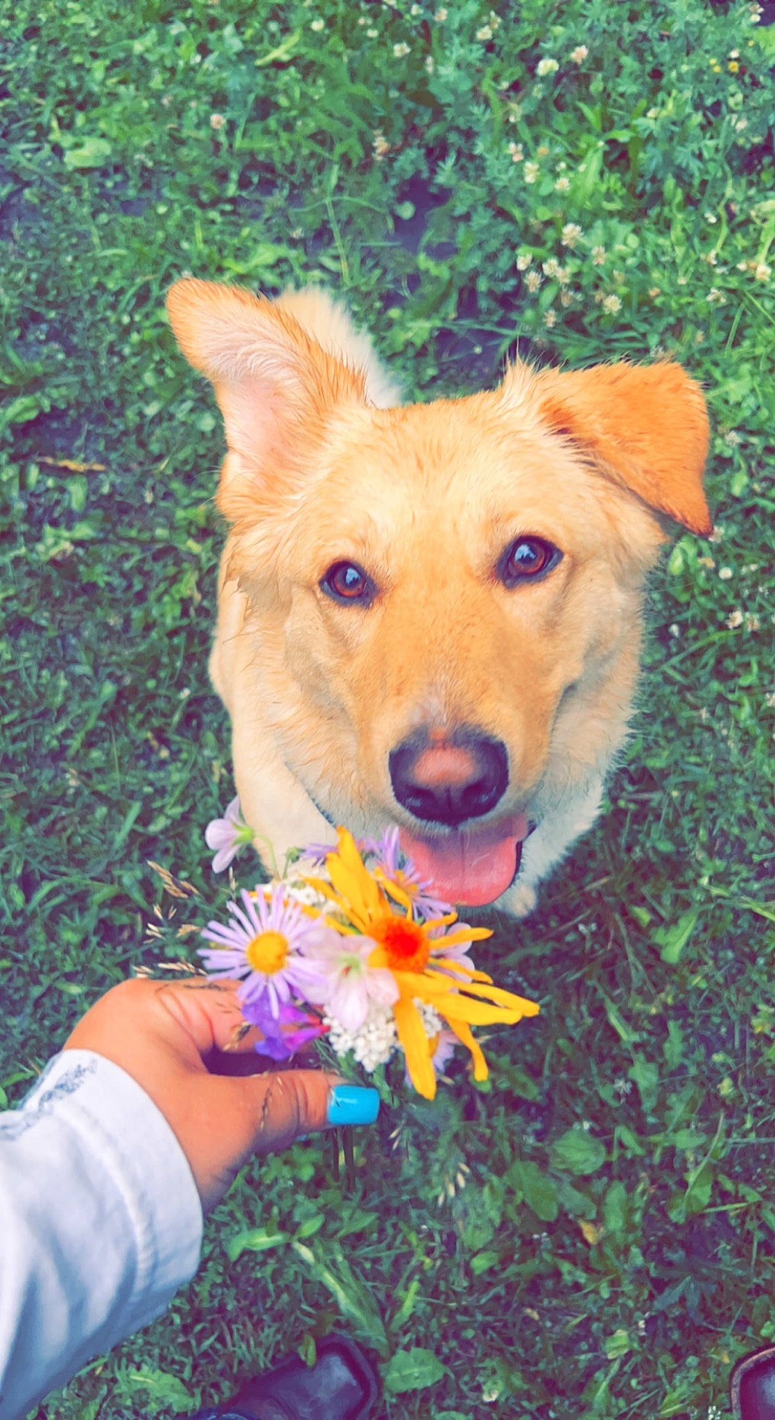 Marley joined the competition — help win amazing prizes! annual_plant, carnivore, companion_dog, dog, dog_breed, eye, fashion_accessory, fawn, flower, fun, fur, grass, happy, people_in_nature, petal, plant, snout, sporting_group, whiskers, working_animal