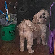 Bogie is registered to the contest to win money with this photo: brown, bucket, cleaning_supplies, companion, curious, dog, domestic_animal, floor, fluffy, fur, home, household, indoor, looking_back, pet, purple_cloth, room, small_dog, tail, wooden_floor