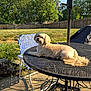 Bogie joined the competition — help win amazing prizes! backyard, blue_chair, canine, chair, daylight, dog, fence, grass, metal_table, nature, outdoor, pet, relaxing, shadows, small_dog, summer, sunlight, table, trees, umbrella