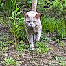 cat, gray_cat, animal, pet, outdoor, garden, plants, greenery, grass, soil, walking, nature, feline, whiskers, tail_up, focused, mammal, closeup, one_animal, ground