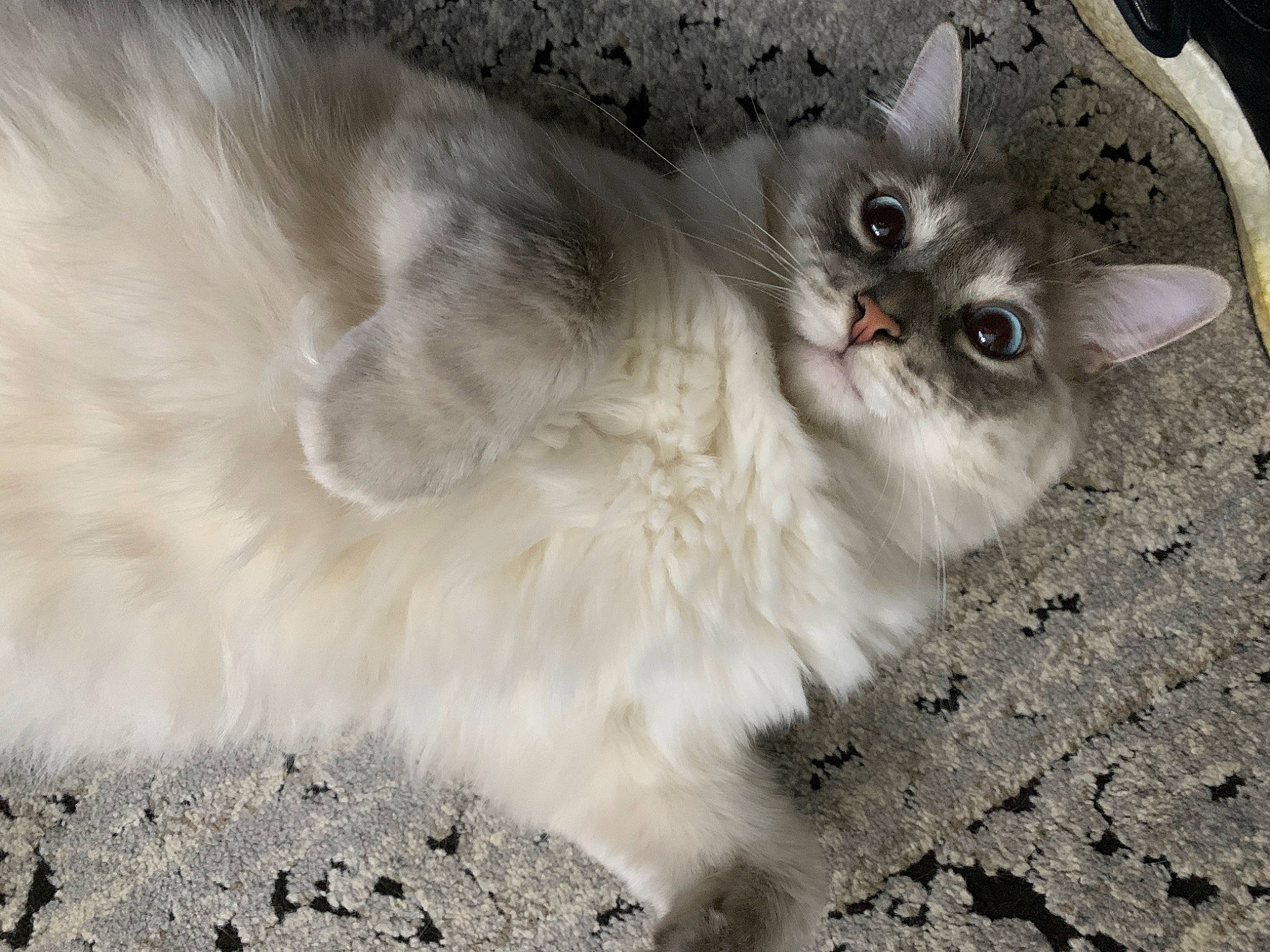 Joe is registered to the contest to win money with this photo: carnivore, cat, claw, domestic_short_haired_cat, door, eye, fawn, felidae, fur, paw, photo_caption, small_to_medium_sized_cats, snout, soil, tail, terrestrial_animal, thai, whiskers, wildlife, window