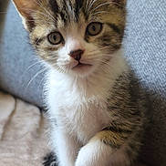 Tanjiro a rejoint le concours — aidez-le/la à gagner de superbes lots ! kitten, cat, tabby, white_paws, white_chest, pet, animal, cute, feline, young, indoor, soft_texture, curious, sitting, paw, whiskers, ears, eyes, fur, closeup