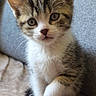 kitten, cat, tabby, white_paws, white_chest, pet, animal, cute, feline, young, indoor, soft_texture, curious, sitting, paw, whiskers, ears, eyes, fur, closeup
