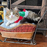 Ember is registered to the contest to win money with this photo: cat, animal, pet, furry, sweater, basket, wicker, sleigh, indoor, wooden_floor, furniture, decor, golden_cat_figurine, cozy, fluffy, tabby, holiday, resting, cute, domestic
