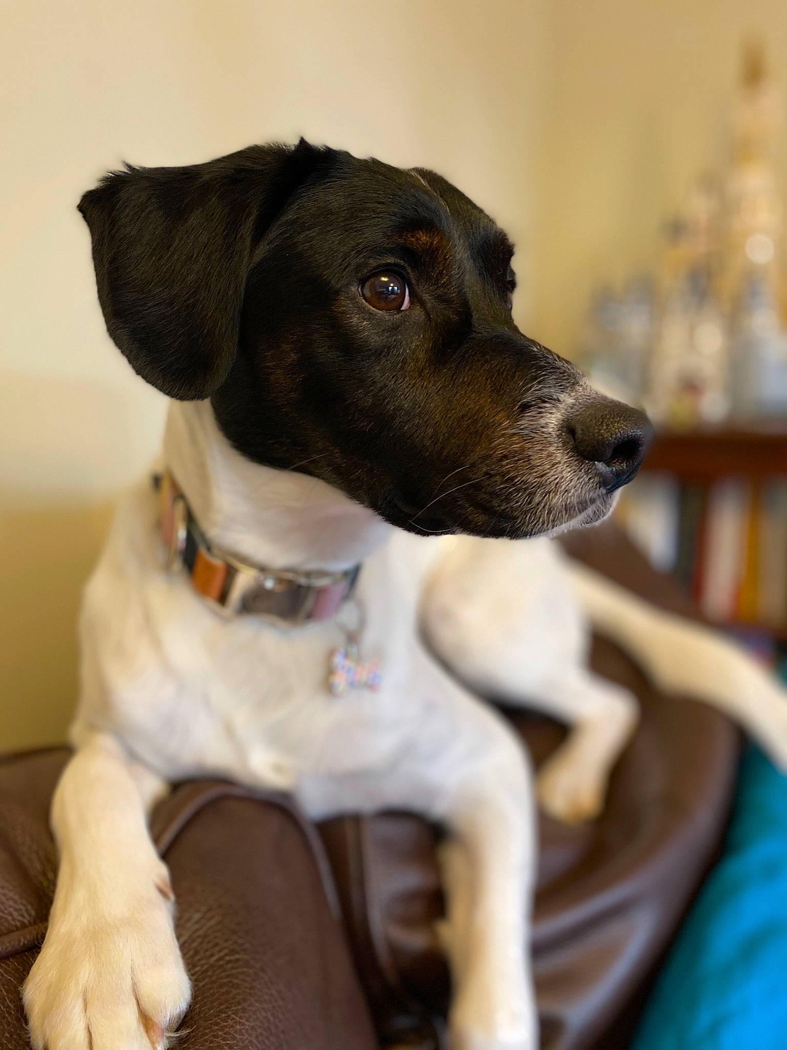Coulson joined the competition — help win amazing prizes! brazilian_terrier, canidae, carnivore, danish_swedish_farmdog, dog, dog_breed, dog_collar, feist, fox_terrier, german_shorthaired_pointer, hunting_dog, japanese_terrier, mammal, pointer, rare_breed_dog, smooth_fox_terrier, snout, sporting_group, vertebrate, whiskers